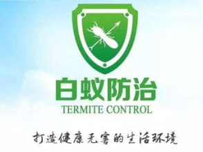 全方位蟲(chóng)害防治指南 從老鼠、蟑螂到白蟻，打造無(wú)蟲(chóng)宜居空間
